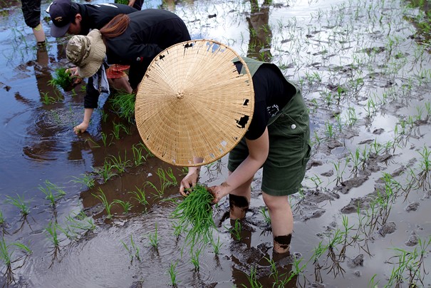 Cette rizière située dans le village d’Hakuba (Alpes japonaises) aux abords de la ville de Nagano (préfecture de Nagano) produit un riz à saké. Ses grains sont plus gros que la normale, riches en amidon et pauvres en protéines. La teneur élevée en amidon facilite la production d’alcool et la faible teneur en protéines empêche les saveurs de se déliter dans la boisson. Par rapport aux variétés destinées à la table, son grain est plus robuste, un point important pour le polissage du grain (plus difficile à broyer notamment). Photo © DR